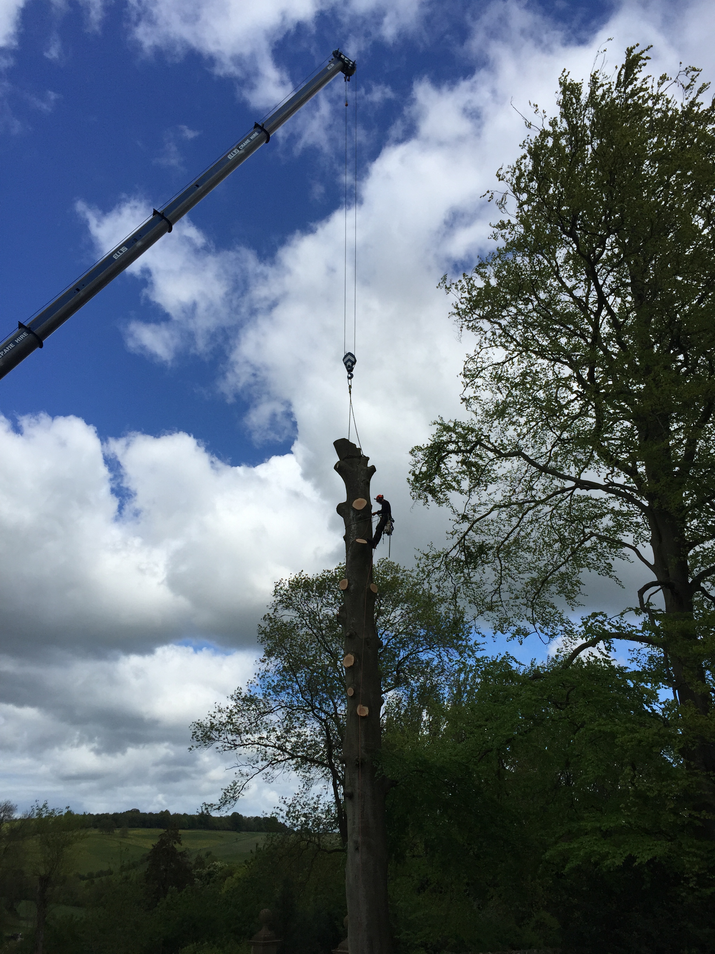 worker-tree-climb